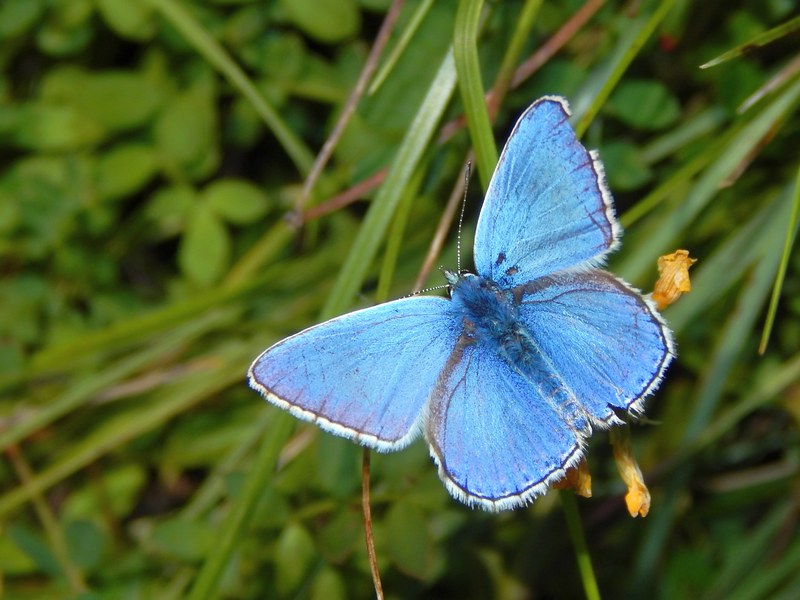 Lycaenidae da ID - Polyommatus (Polyommatus) icarus